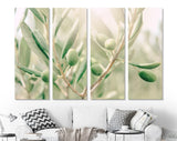 Olive Branch Canvas Print // Olive Branch Close-up Wall Art