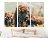 American Bison Canvas Print // American Buffalo Wall Art