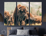 American Bison Canvas Print // American Buffalo Wall Art