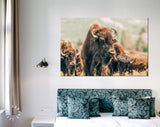 American Bison Canvas Print // American Buffalo Wall Art