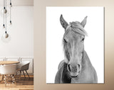 Black and White Horse Canvas Print // Black and White Portrait Of A Horse With A Light Mane Wall Art