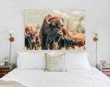 American Bison Canvas Print // American Buffalo Wall Art