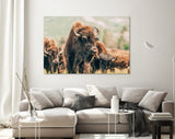 American Bison Canvas Print // American Buffalo Wall Art