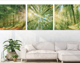 Forest Trees Canvas Wall Art // Sunlight Shining Through Trees Triptych Canvas Print