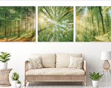 Forest Trees Canvas Wall Art // Sunlight Shining Through Trees Triptych Canvas Print