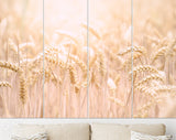 Grain field Canvas Print // Agricultural Field Wall Art