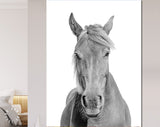 Black and White Horse Canvas Print // Black and White Portrait Of A Horse With A Light Mane Wall Art