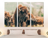 American Bison Canvas Print // American Buffalo Wall Art