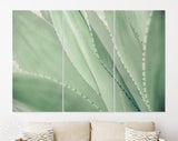 Agave Canvas Print // Сlose-up Agave Cactus Abstract Natural Pattern Background and Textures