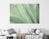 Agave Canvas Print // Сlose-up Agave Cactus Abstract Natural Pattern Background and Textures