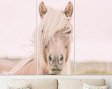 Icelandic Horse Canvas Print // Iceland Canvas Wall Art