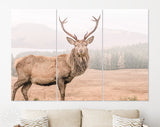 Wild Scottish Stag Canvas Print // Portrait of a free and wild Scottish stag, as captured in the Highlands