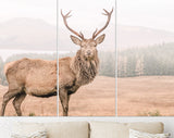 Wild Scottish Stag Canvas Print // Portrait of a free and wild Scottish stag, as captured in the Highlands