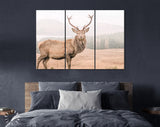 Wild Scottish Stag Canvas Print // Portrait of a free and wild Scottish stag, as captured in the Highlands