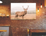 Wild Scottish Stag Canvas Print // Portrait of a free and wild Scottish stag, as captured in the Highlands