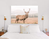 Wild Scottish Stag Canvas Print // Portrait of a free and wild Scottish stag, as captured in the Highlands