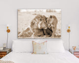 Lions in Love Sepia Canvas Print // Lion Couple Sepia Wall Art