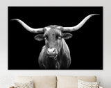 Texas Longhorn Canvas Print // Portrait of Texas Longhorn Cow with a Black Background // Black and White Wall Art