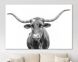 Texas Longhorn Canvas Print // Close-up Portrait of Texas Longhorn Cow // Black and White Wall Decor