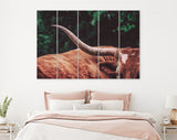 Texas Longhorn Canvas Print // Close-up Portrait of Reddish Brown Texas Longhorn Cow on farm resting // Farmhouse wall decor