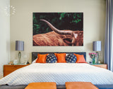 Texas Longhorn Canvas Print // Close-up Portrait of Reddish Brown Texas Longhorn Cow on farm resting // Farmhouse wall decor