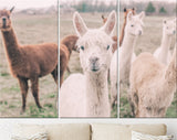 Happy Alpacas Canvas Print // Pack of Alpacas // Farmhouse wall decor // Alpaca Portrait Print // Neutral Colors Home Decor