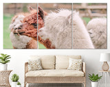 Four Alpacas Canvas Print // Funny Looking White And Brown Alpacas // Farmhouse wall decor // Alpaca Portrait Panorama Print