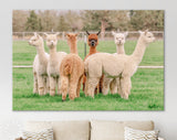 Cute Alpacas Canvas Print // Funny Looking White Alpacas at Farm // Farmhouse wall decor // Alpacas on a ranch on a farm