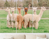 Cute Alpacas Canvas Print // Funny Looking White Alpacas at Farm // Farmhouse wall decor // Alpacas on a ranch on a farm