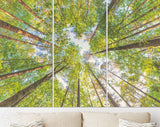 Forest Sky Canvas Print // The Sky in a Forest Wall Art // Summer Sky Shining Sun Wall Decor Canvas Print