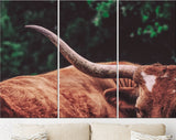 Texas Longhorn Canvas Print // Close-up Portrait of Reddish Brown Texas Longhorn Cow on farm resting // Farmhouse wall decor