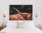 Texas Longhorn Canvas Print // Close-up Portrait of Reddish Brown Texas Longhorn Cow on farm resting // Farmhouse wall decor