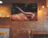 Texas Longhorn Canvas Print // Close-up Portrait of Reddish Brown Texas Longhorn Cow on farm resting // Farmhouse wall decor