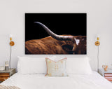 Texas Longhorn Canvas Print // Close-up Portrait of Reddish Brown Texas Longhorn Cow Black Background // Farmhouse wall decor