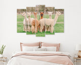 Cute Alpacas Canvas Print // Funny Looking White Alpacas at Farm // Farmhouse wall decor // Alpacas on a ranch on a farm