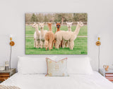 Cute Alpacas Canvas Print // Funny Looking White Alpacas at Farm // Farmhouse wall decor // Alpacas on a ranch on a farm