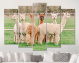 Cute Alpacas Canvas Print // Funny Looking White Alpacas at Farm // Farmhouse wall decor // Alpacas on a ranch on a farm