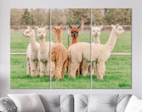 Cute Alpacas Canvas Print // Funny Looking White Alpacas at Farm // Farmhouse wall decor // Alpacas on a ranch on a farm