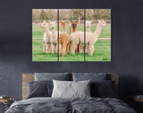 Cute Alpacas Canvas Print // Funny Looking White Alpacas at Farm // Farmhouse wall decor // Alpacas on a ranch on a farm