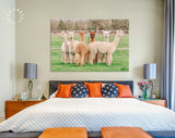 Cute Alpacas Canvas Print // Funny Looking White Alpacas at Farm // Farmhouse wall decor // Alpacas on a ranch on a farm