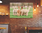 Cute Alpacas Canvas Print // Funny Looking White Alpacas at Farm // Farmhouse wall decor // Alpacas on a ranch on a farm