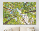 Forest Sky Canvas Print // The Sky in a Forest Wall Art // Summer Sky Shining Sun Wall Decor Canvas Print